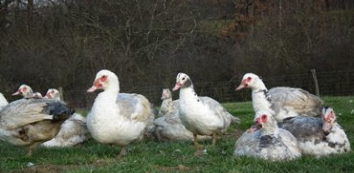Canard gras de Barbarie - La métaire neuve